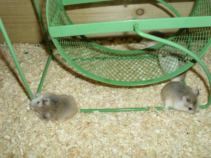 Bild 6: Laufrad für Hamster, Hamsterrad für Zwerghamster