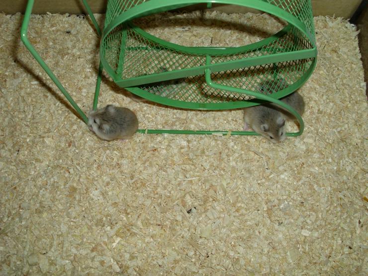 Bild 9: Laufrad für Hamster, Hamsterrad für Zwerghamster