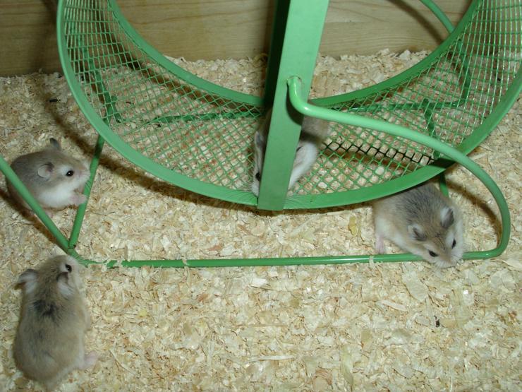 Bild 2: Laufrad für Hamster, Hamsterrad für Zwerghamster