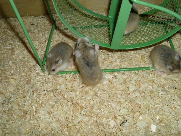 Bild 3: Laufrad für Hamster, Hamsterrad für Zwerghamster