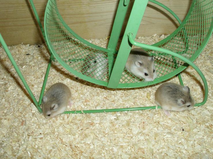 Laufrad für Hamster, Hamsterrad für Zwerghamster - Hamster - Bild 1