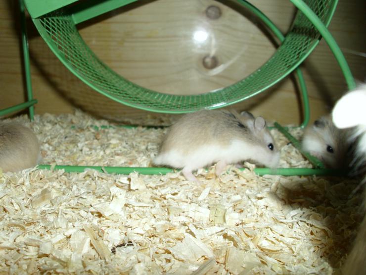Bild 8: Laufrad für Hamster, Hamsterrad für Zwerghamster
