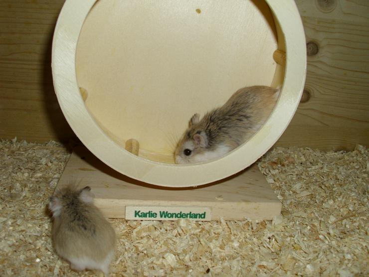 Laufrad für Zwerghamster oder kleine Hamster - Hamster - Bild 5