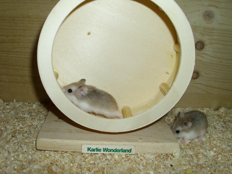 Bild 7: Laufrad für Zwerghamster oder kleine Hamster