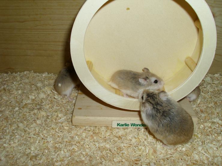 Bild 13: Laufrad für Zwerghamster oder kleine Hamster