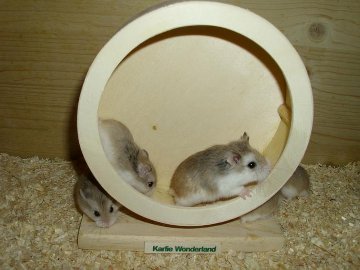 Bild 14: Laufrad für Zwerghamster oder kleine Hamster