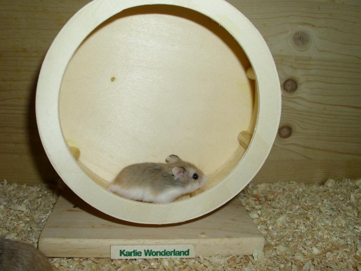 Laufrad für Zwerghamster oder kleine Hamster - Hamster - Bild 6
