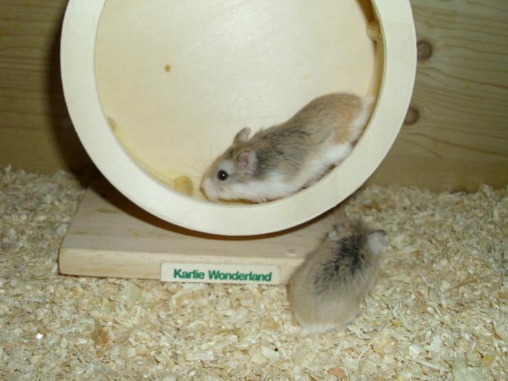 Bild 4: Laufrad für Zwerghamster oder kleine Hamster