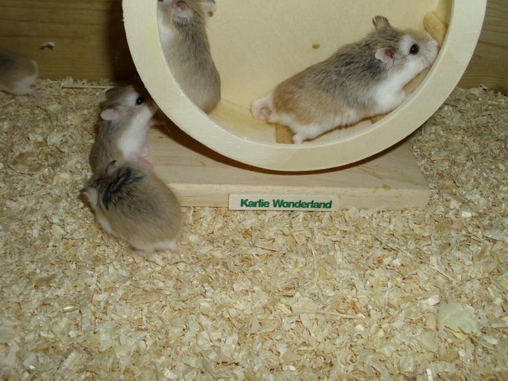 Bild 11: Laufrad für Zwerghamster oder kleine Hamster