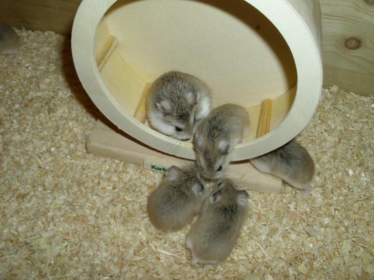 Bild 2: Laufrad für Zwerghamster oder kleine Hamster