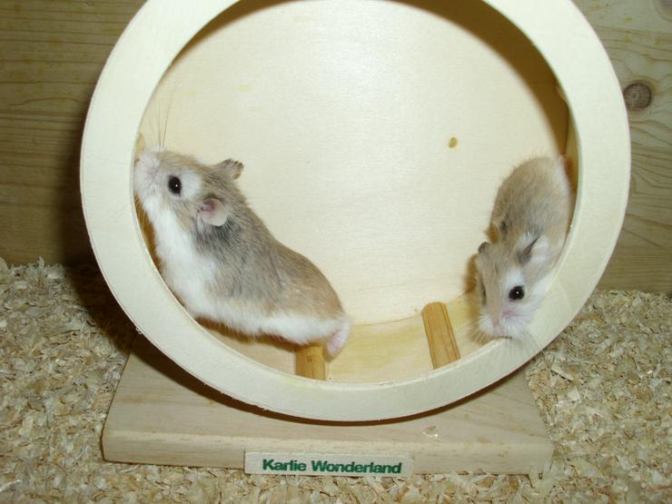 Laufrad für Zwerghamster oder kleine Hamster - Hamster - Bild 3