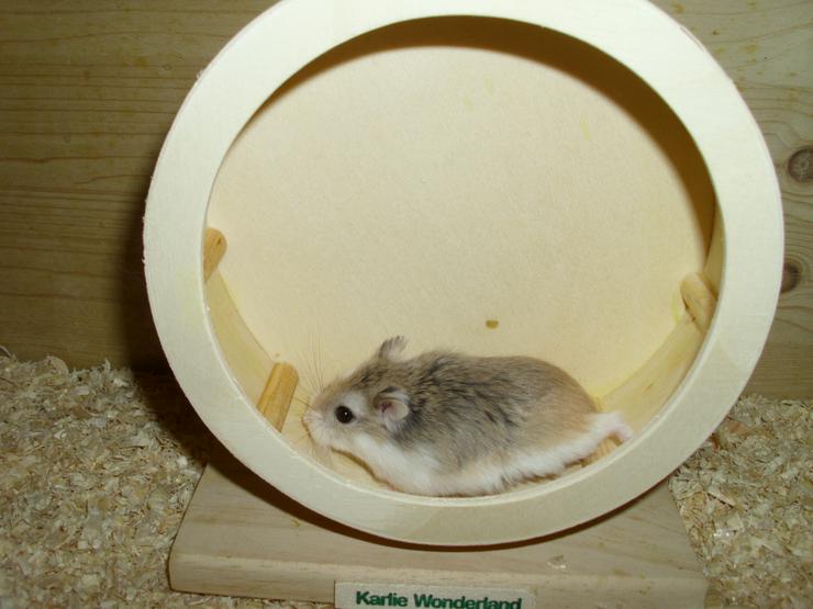 Bild 9: Laufrad für Zwerghamster oder kleine Hamster