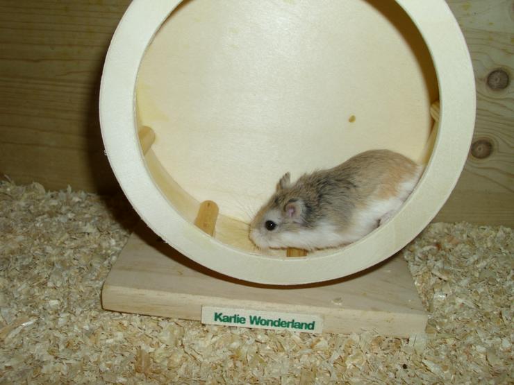 Bild 10: Laufrad für Zwerghamster oder kleine Hamster