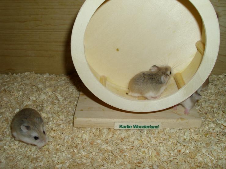 Bild 12: Laufrad für Zwerghamster oder kleine Hamster