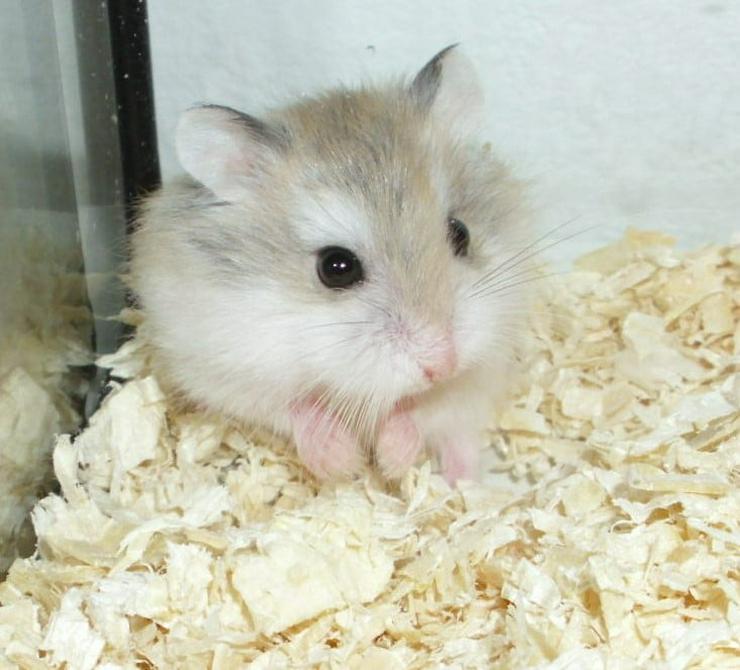 Bild 2: Neuer Wurf Zwerghamster zur Abgabe. Junge Hamster