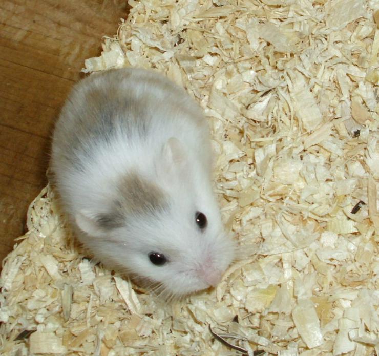 Gescheckter Roborowski Zwerghamster, männlich. Junger Hamster - Hamster - Bild 2