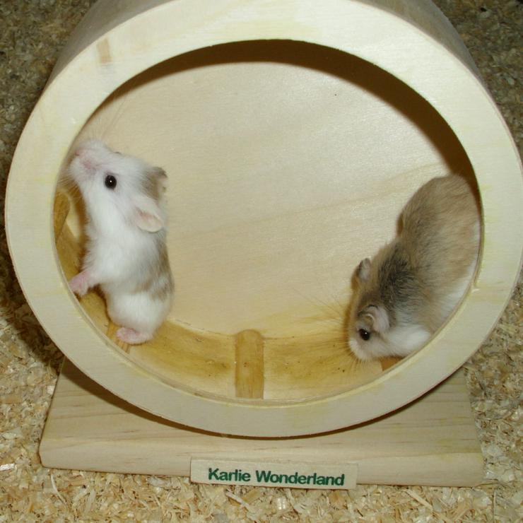 Hamsterrad aus Holz, Laufrad für Zwerghamster - Hamster - Bild 4