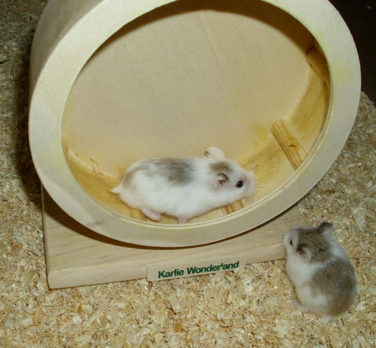 Bild 8: Hamsterrad aus Holz, Laufrad für Zwerghamster