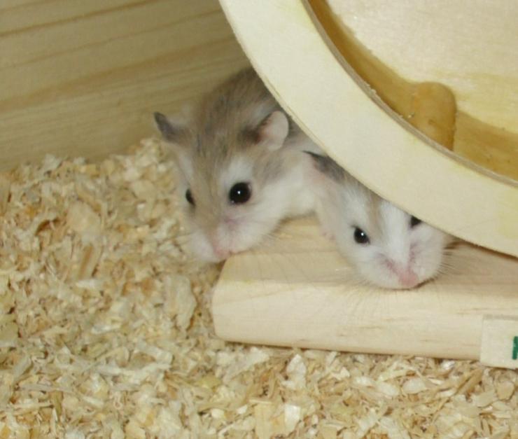 Hamsterrad aus Holz, Laufrad für Zwerghamster - Hamster - Bild 6