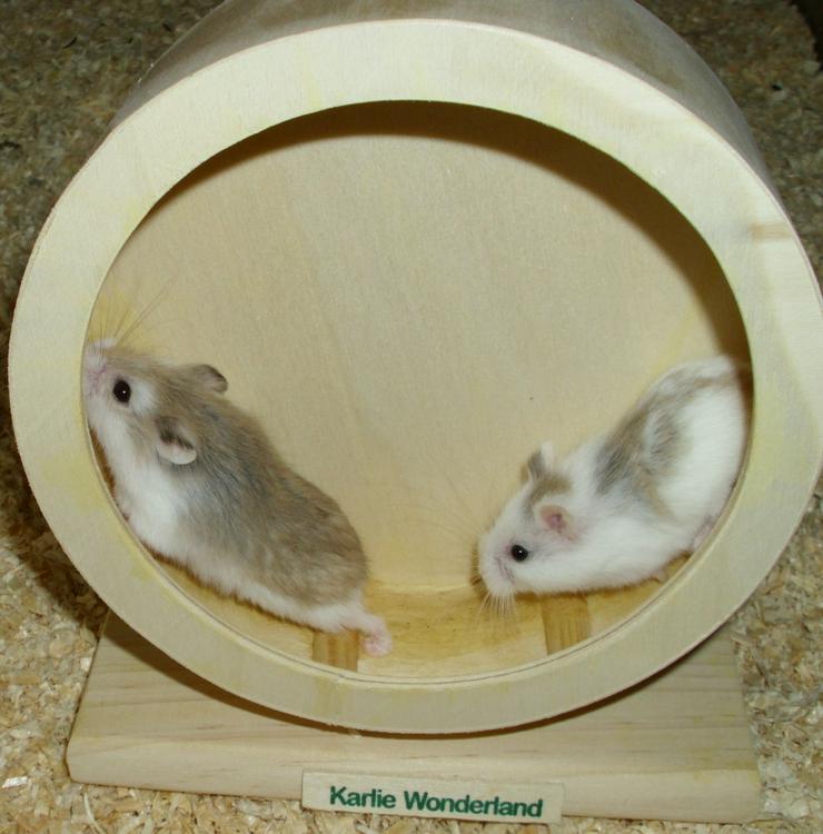 Hamsterrad aus Holz, Laufrad für Zwerghamster - Hamster - Bild 5