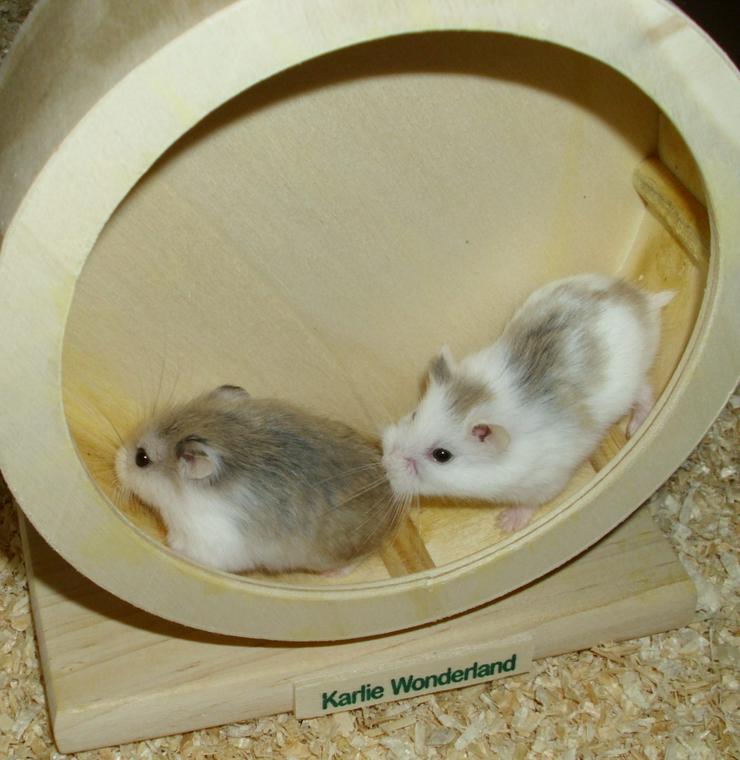 Hamsterrad aus Holz, Laufrad für Zwerghamster - Hamster - Bild 2