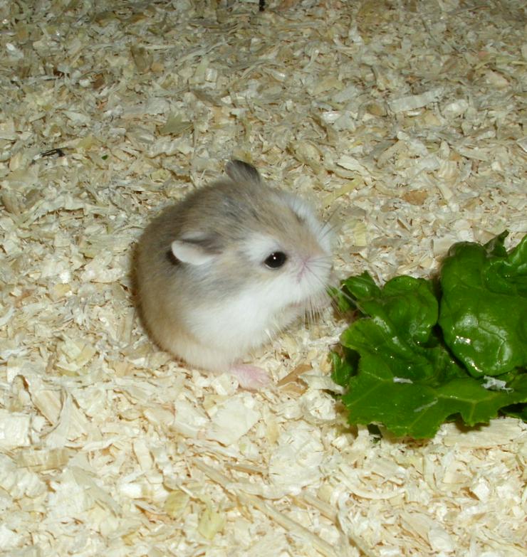 Bild 5: Junge Roborowski Zwerghamster, kleine Hamster
