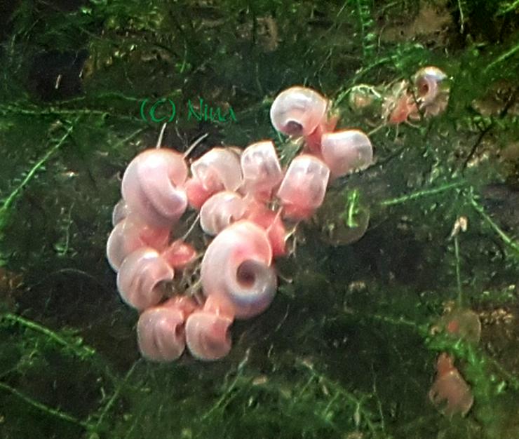 Posthornschnecken - pink rosa Perlen fürs Aquarium ❗ ab 0,35€ ❗️ - Muscheln & Schnecken - Bild 2
