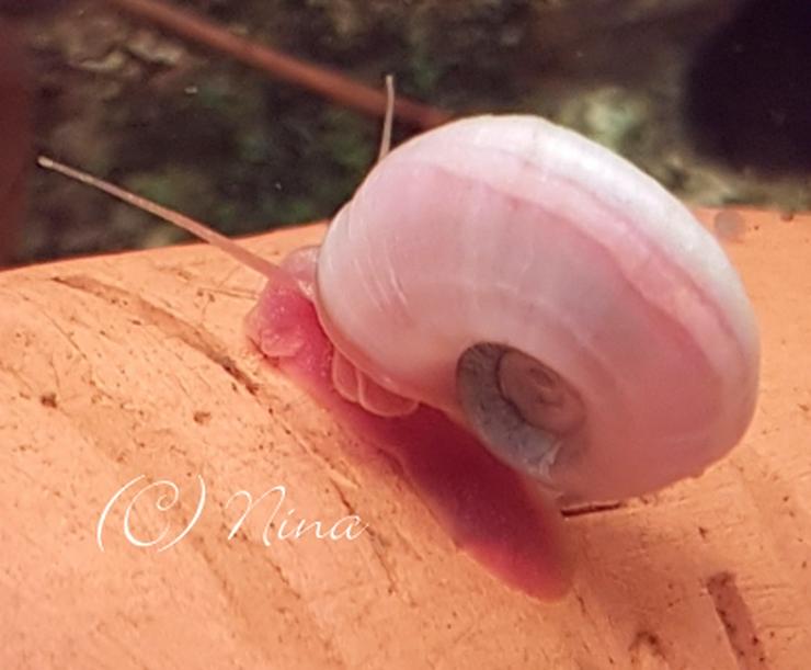Posthornschnecken - pink rosa Perlen fürs Aquarium ❗ ab 0,35€ ❗️ - Muscheln & Schnecken - Bild 3