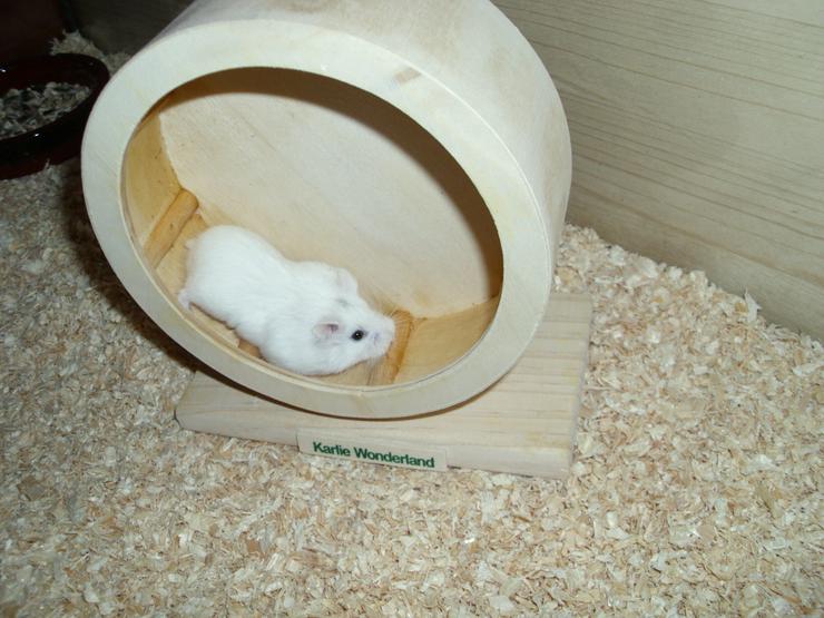 Weißer Zwerghamster mit Terrarium 100x40x40 mit Laufrad. Hamster Männchen mit viel Zubehör - Hamster - Bild 2