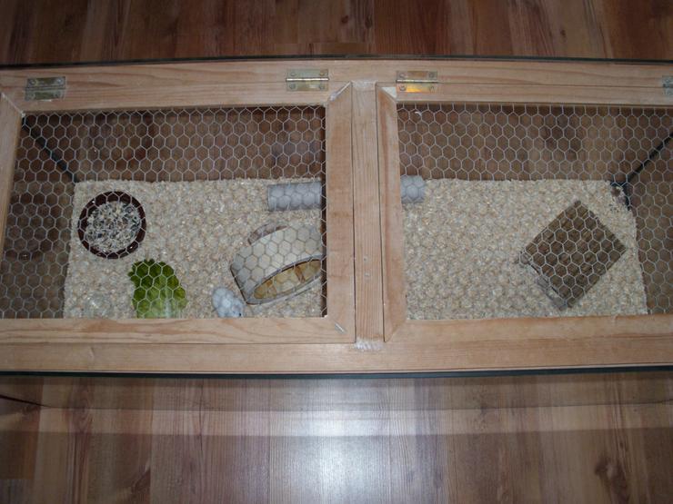 Bild 9: Weißer Zwerghamster mit Terrarium 100x40x40 mit Laufrad. Hamster Männchen mit viel Zubehör