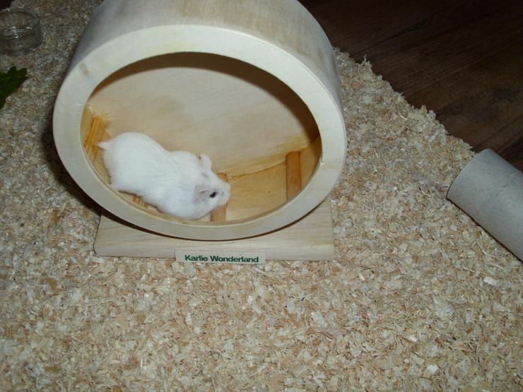 Bild 16: Weißer Zwerghamster mit Terrarium 100x40x40 mit Laufrad. Hamster Männchen mit viel Zubehör