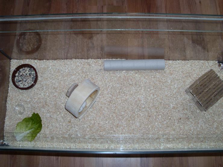 Bild 17: Weißer Zwerghamster mit Terrarium 100x40x40 mit Laufrad. Hamster Männchen mit viel Zubehör