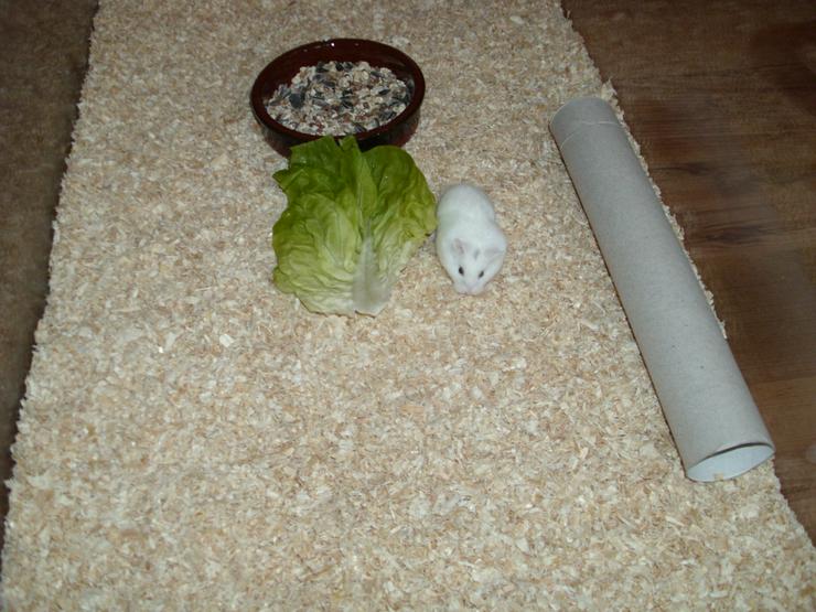 Bild 8: Weißer Zwerghamster mit Terrarium 100x40x40 mit Laufrad. Hamster Männchen mit viel Zubehör