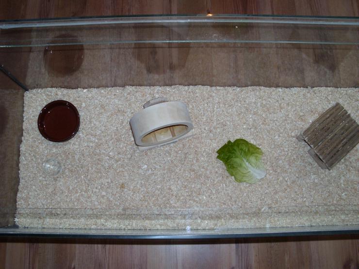 Weißer Zwerghamster mit Terrarium 100x40x40 mit Laufrad. Hamster Männchen mit viel Zubehör - Hamster - Bild 3