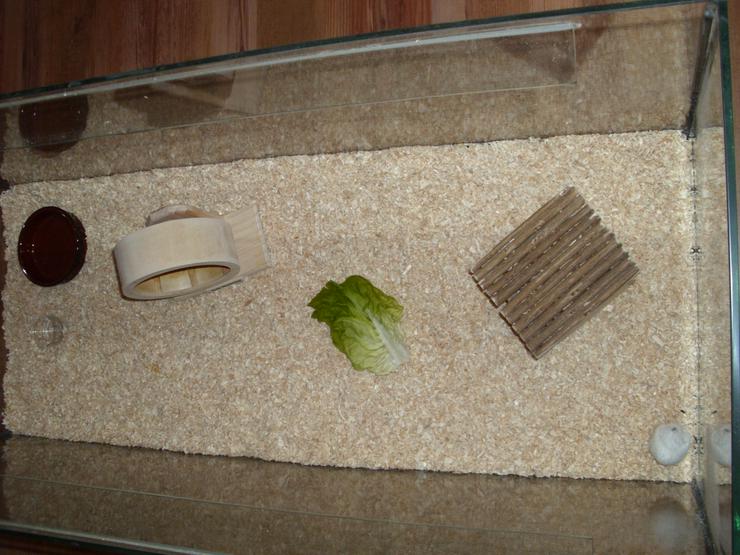 Bild 6: Weißer Zwerghamster mit Terrarium 100x40x40 mit Laufrad. Hamster Männchen mit viel Zubehör