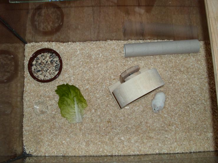 Bild 11: Weißer Zwerghamster mit Terrarium 100x40x40 mit Laufrad. Hamster Männchen mit viel Zubehör