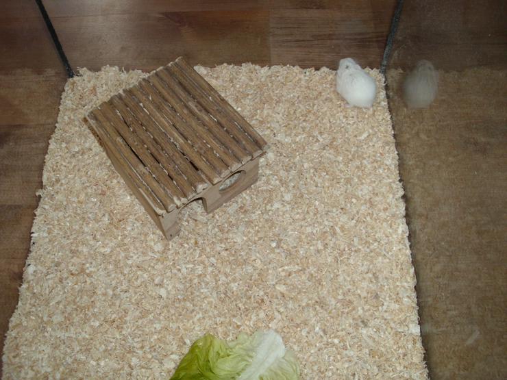 Bild 4: Weißer Zwerghamster mit Terrarium 100x40x40 mit Laufrad. Hamster Männchen mit viel Zubehör