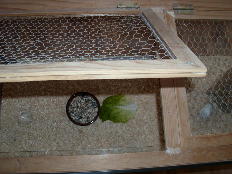 Bild 7: Weißer Zwerghamster mit Terrarium 100x40x40 mit Laufrad. Hamster Männchen mit viel Zubehör