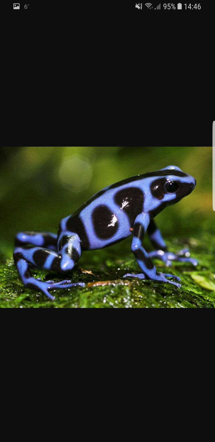 Bild 4: Diverse Nachzuchten Dendrobaten Dendrobates Frösche Pfeilgiftfrösche abzugeben