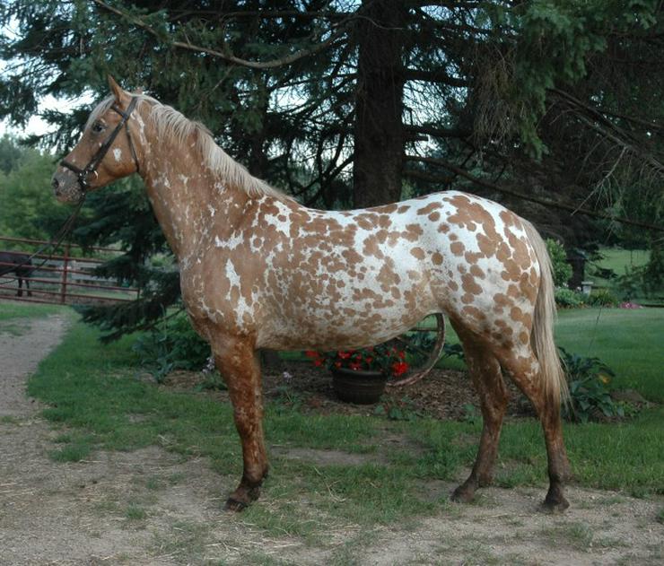 hübsch Appaloosa stute - Pferde (Großpferde) - Bild 1