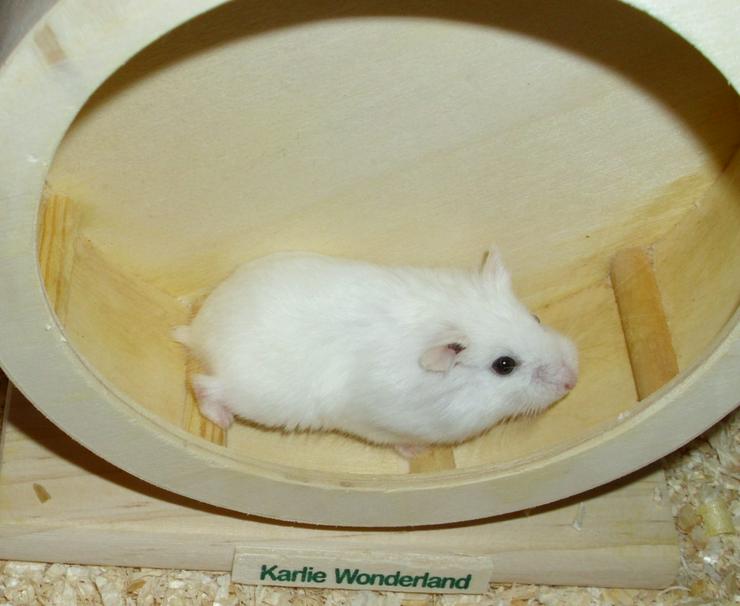 Bild 8: Weißes Zwerghamster Weibchen, Hamster, jung, weiblich