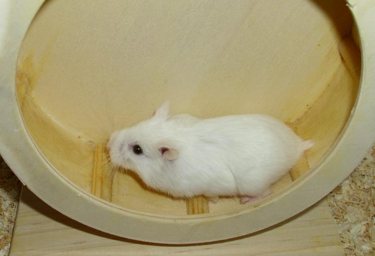 Bild 2: Weißes Zwerghamster Weibchen, Hamster, jung, weiblich