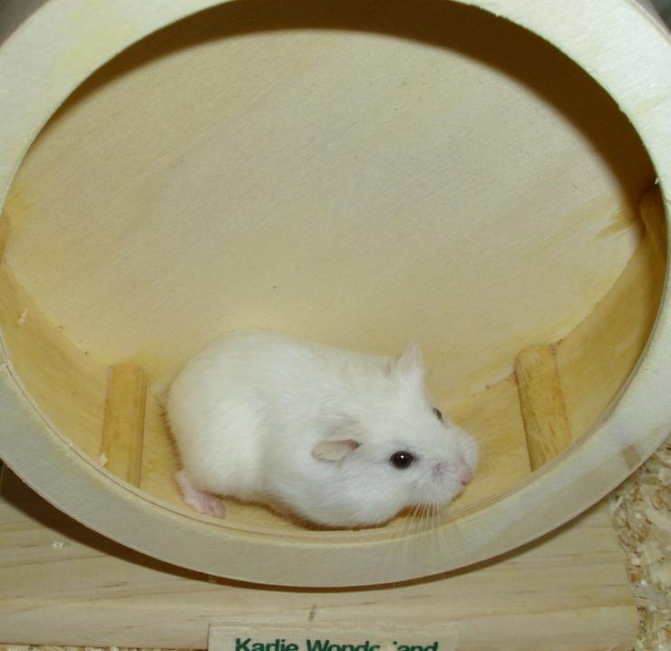 Weißes Zwerghamster Weibchen, Hamster, jung, weiblich - Hamster - Bild 3