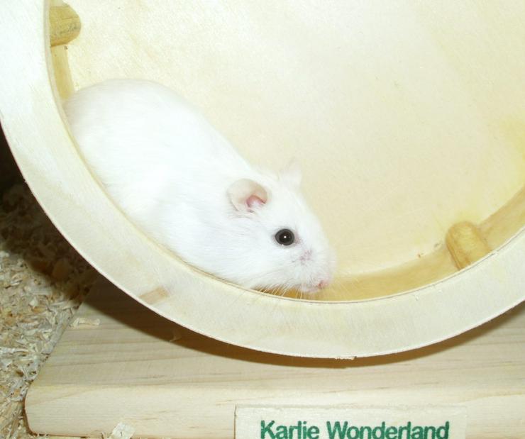 Bild 7: Weißes Zwerghamster Weibchen, Hamster, jung, weiblich