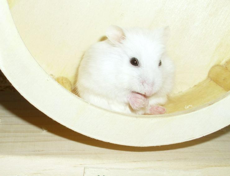 Bild 6: Weißes Zwerghamster Weibchen, Hamster, jung, weiblich