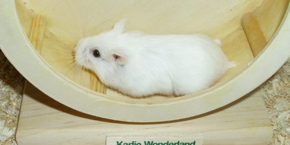 Bild 5: Weißes Zwerghamster Weibchen, Hamster, jung, weiblich