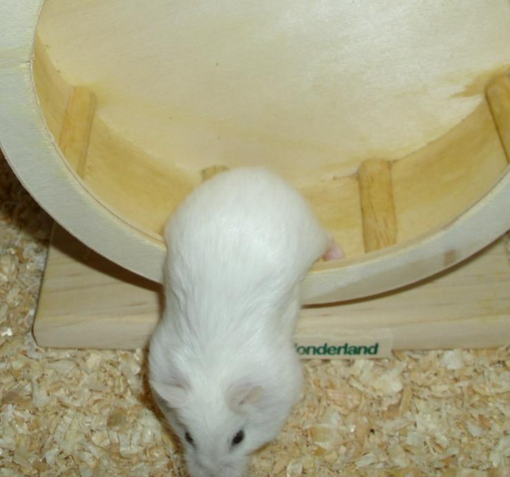 Bild 4: Weißes Zwerghamster Weibchen, Hamster, jung, weiblich