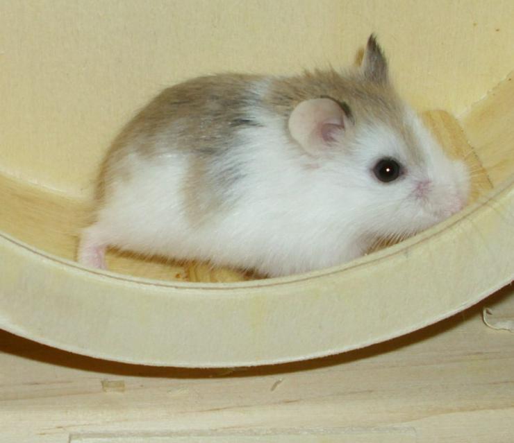 Bild 5: Geschecktes Zwerghamster Weibchen, Hamster weiblich jung