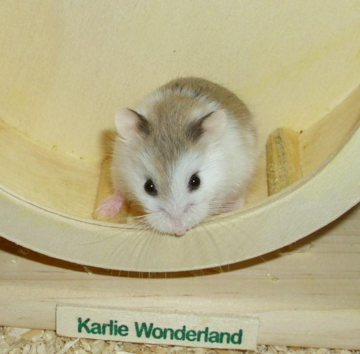 Bild 7: Geschecktes Zwerghamster Weibchen, Hamster weiblich jung