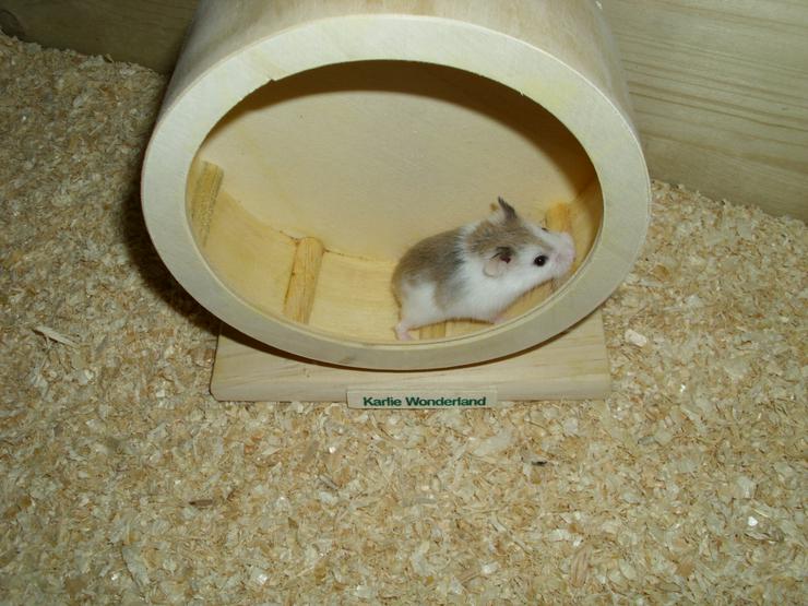Bild 4: Geschecktes Zwerghamster Weibchen, Hamster weiblich jung